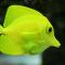 Yellow Tang