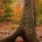 Roots with Character