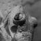 TreeFrog in Florida