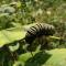 Monarch Caterpilar