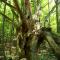 Grandaddy Oak