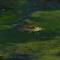 American Bullfrog
