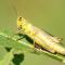 Grasshopper Closeup