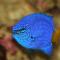 Yellow Tail Damsel