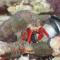Scarlet Hermit Crab