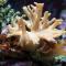 Leather Finger Coral and Giant Acid Polyps