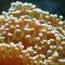 Endless Frogspawn